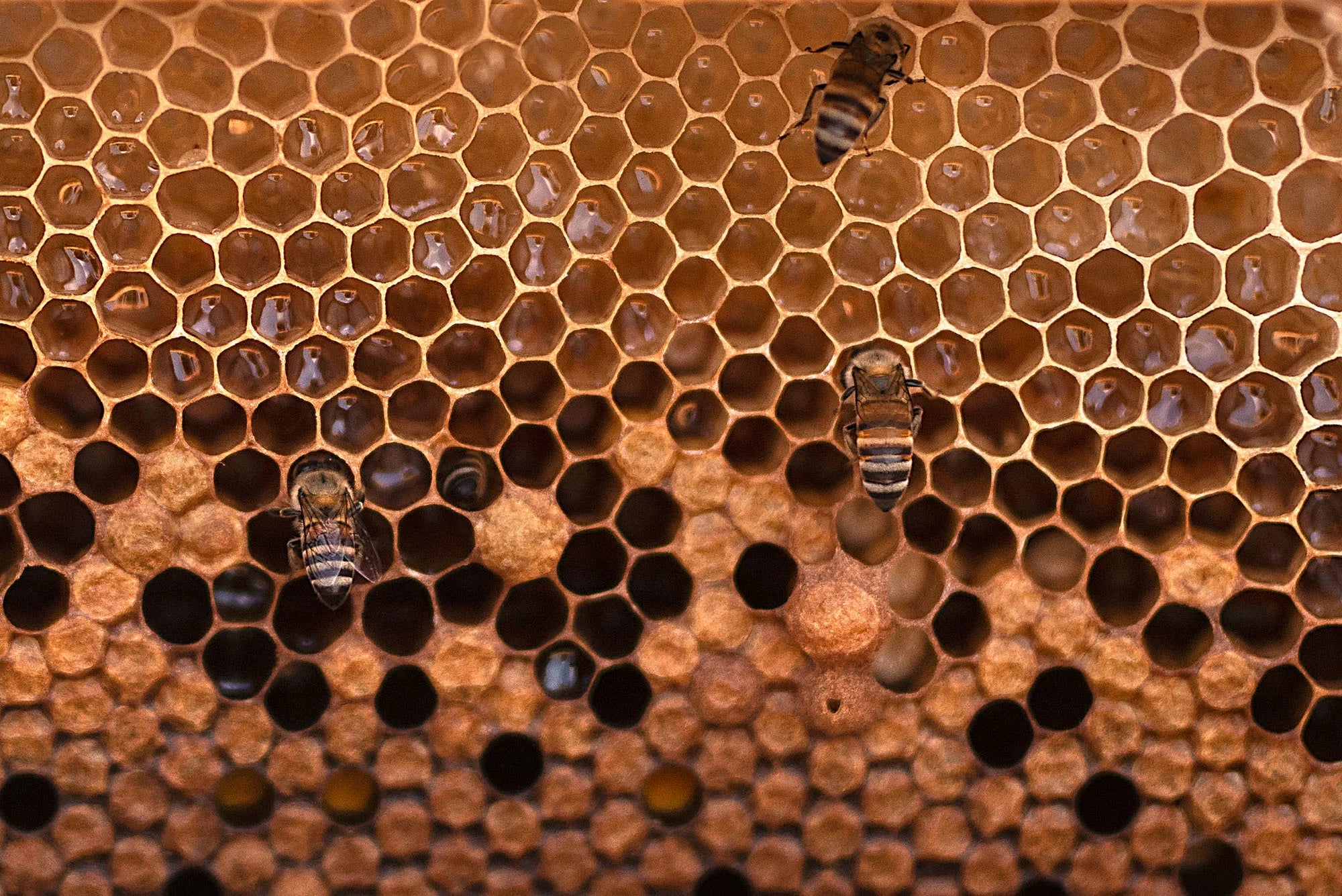 [SEDRA HONEY] YEMENI HONEYCOMB AND BEES