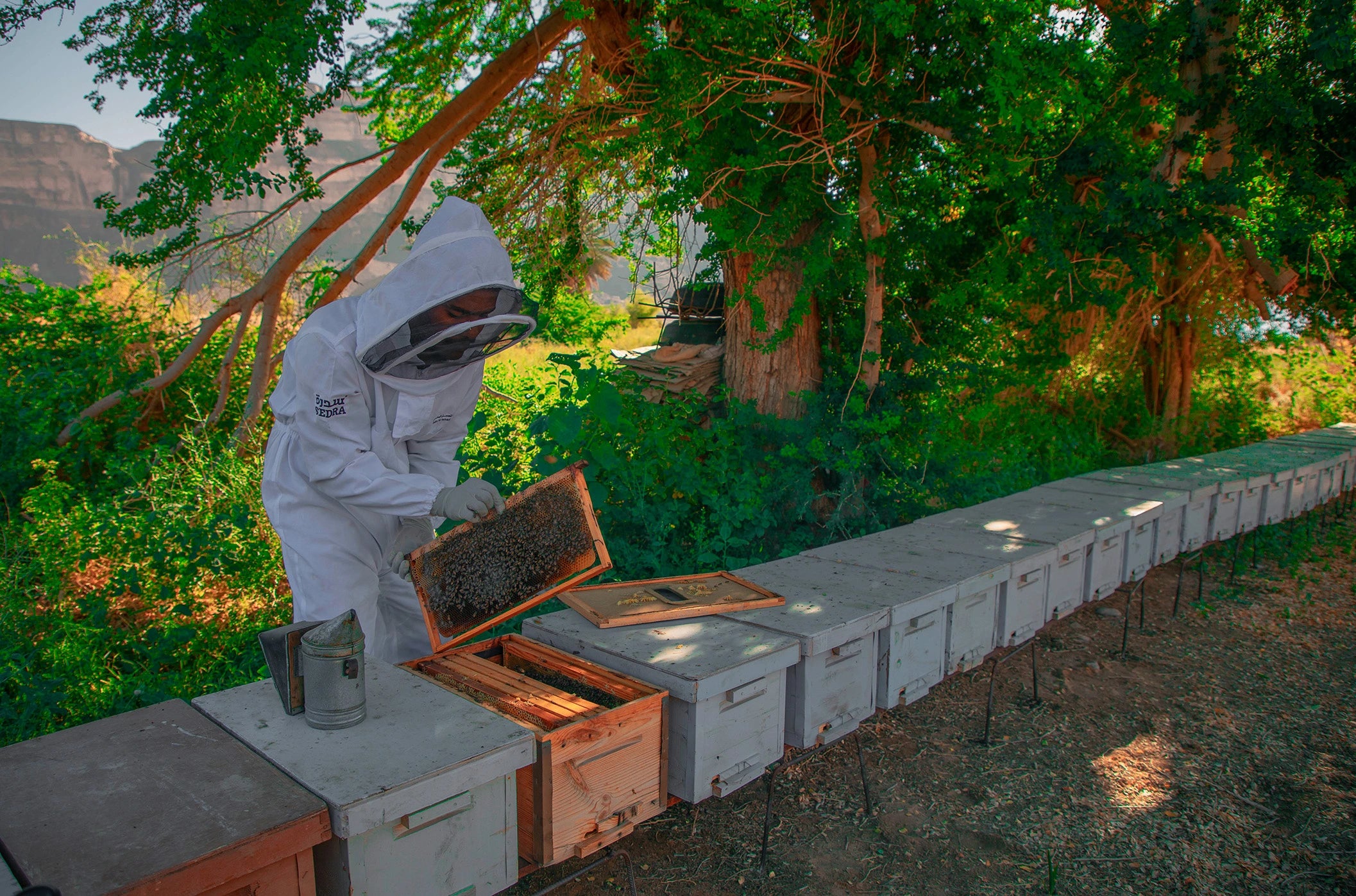 Yemen: A Country Rich in Beekeeping History